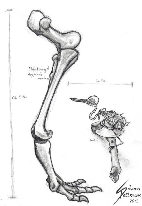 Elephant bird and humming bird skeleton study