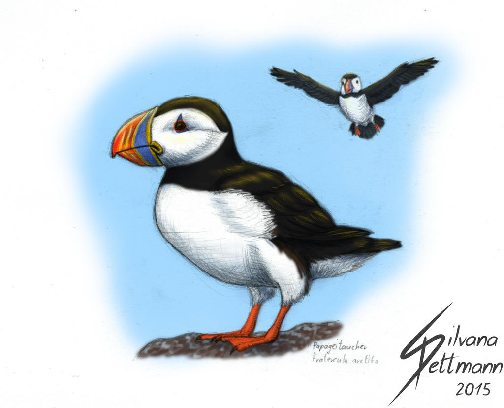 Papageitaucher (Atlantic Puffin)