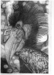 Hornbill 10.09.2022