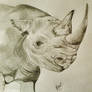 Black Rhino