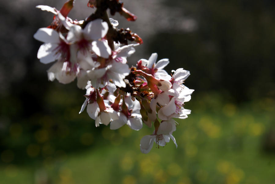 serpentine cherry