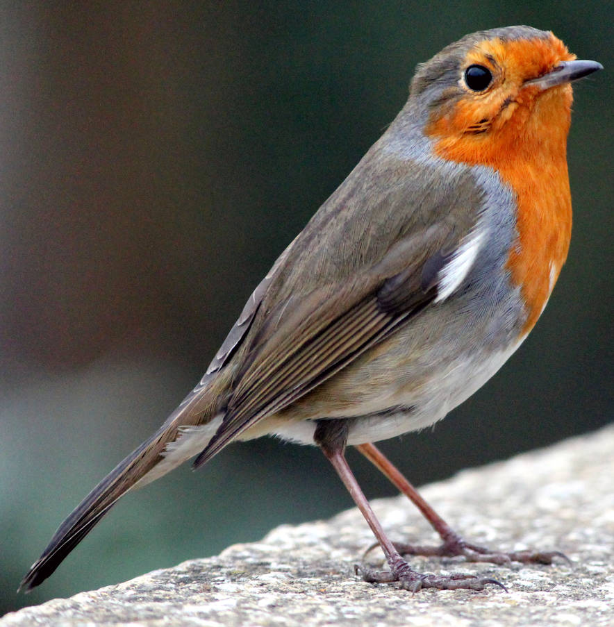 Master Robi Master Robin by karliosi on DeviantArt
