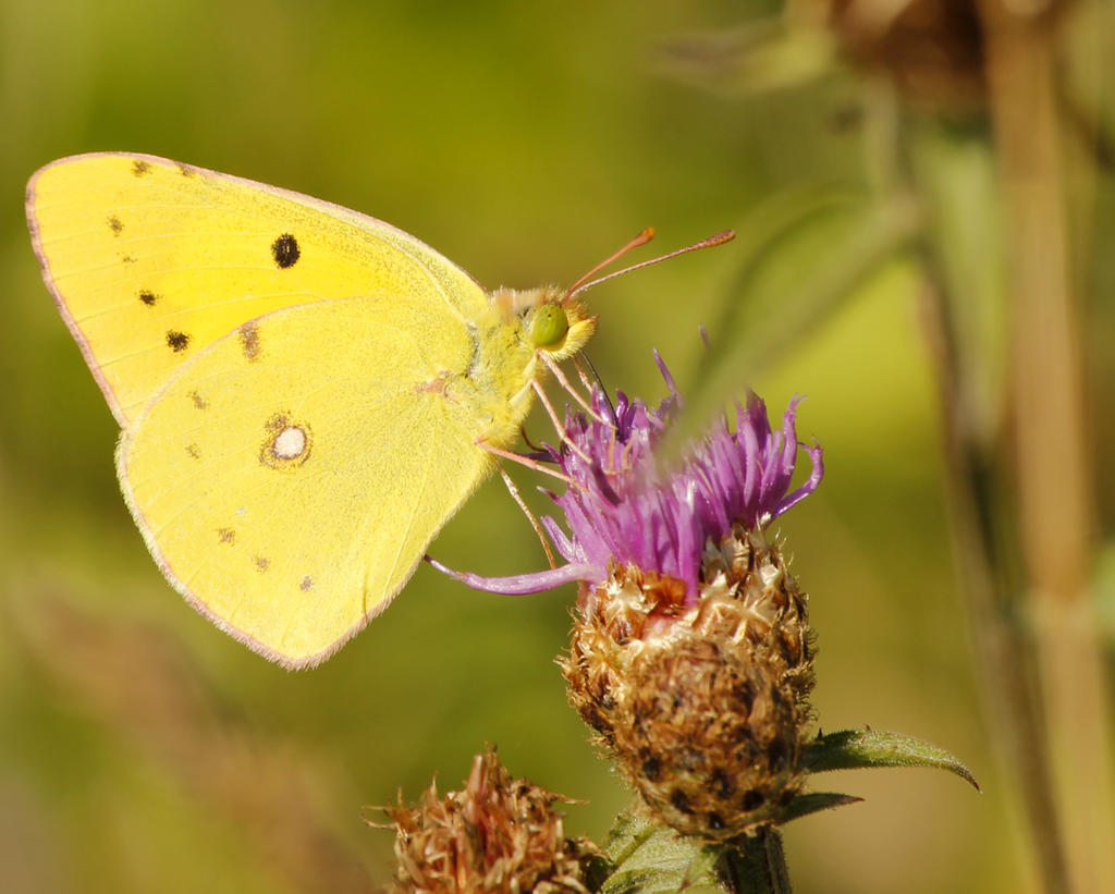 Clouded white butterfly