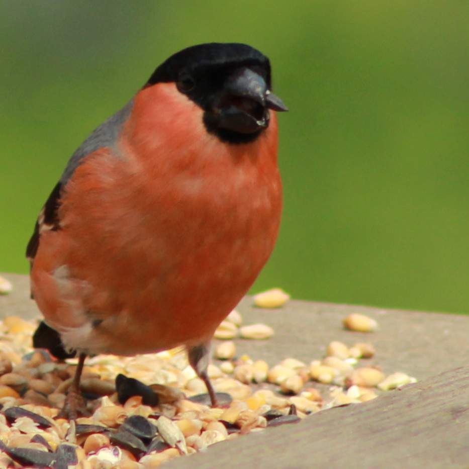 Bullfinch2