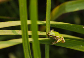 tree frog 2