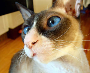 Kitty's blue eyes