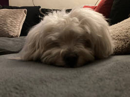 Sleepy puppy