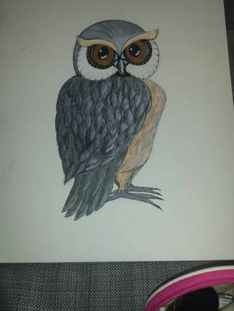 Mr. Owl.