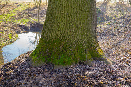 Tree near creek