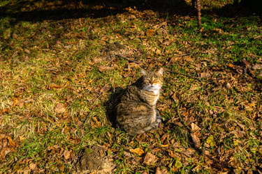 Cat Enjoying the Sun