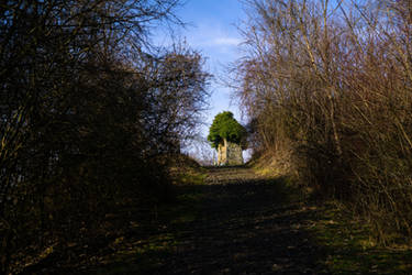 Path to Forest