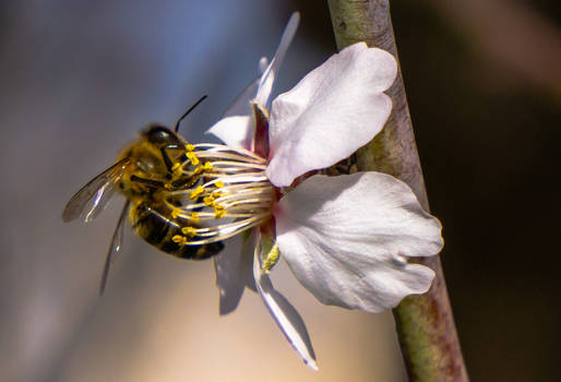 Bee working 1