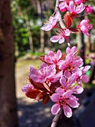 Ciruelo en flor