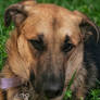 Lola