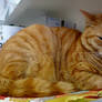 Orange Kitty