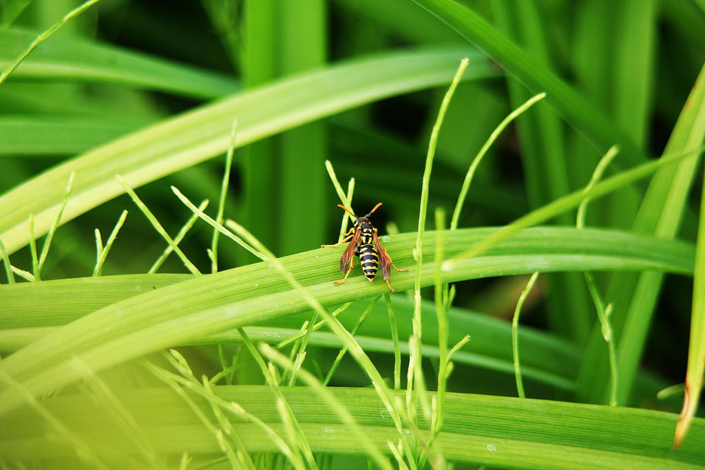 Wasp in the green Paradise