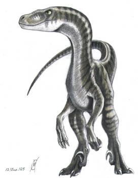 Sturmblut raptor