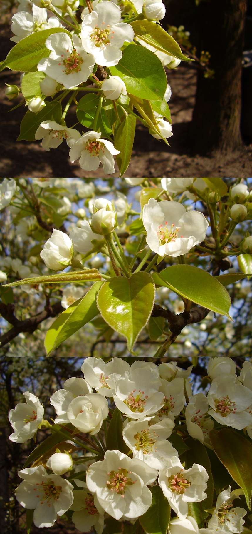 Pear flowers