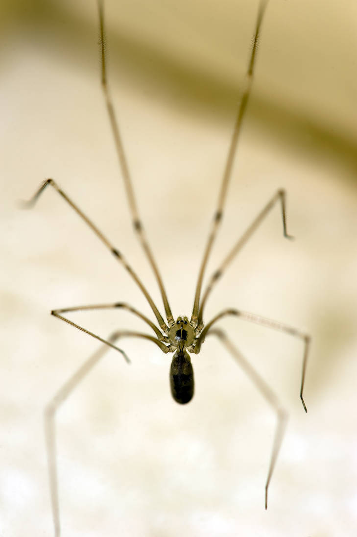 Skull Spider by Glenn0o7 on DeviantArt