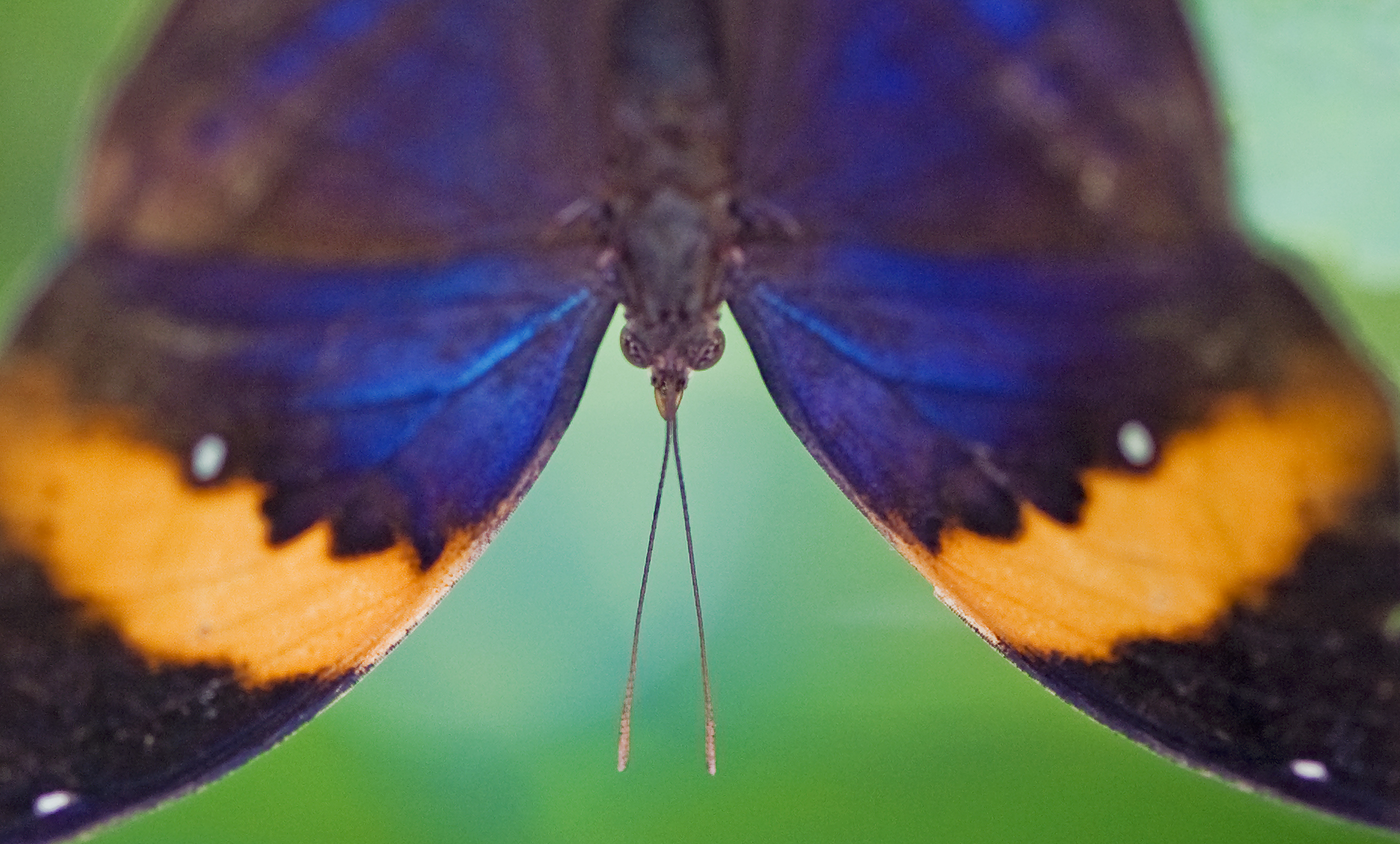 The Indian Leaf Butterfly