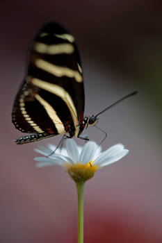 Zebra And Daisy