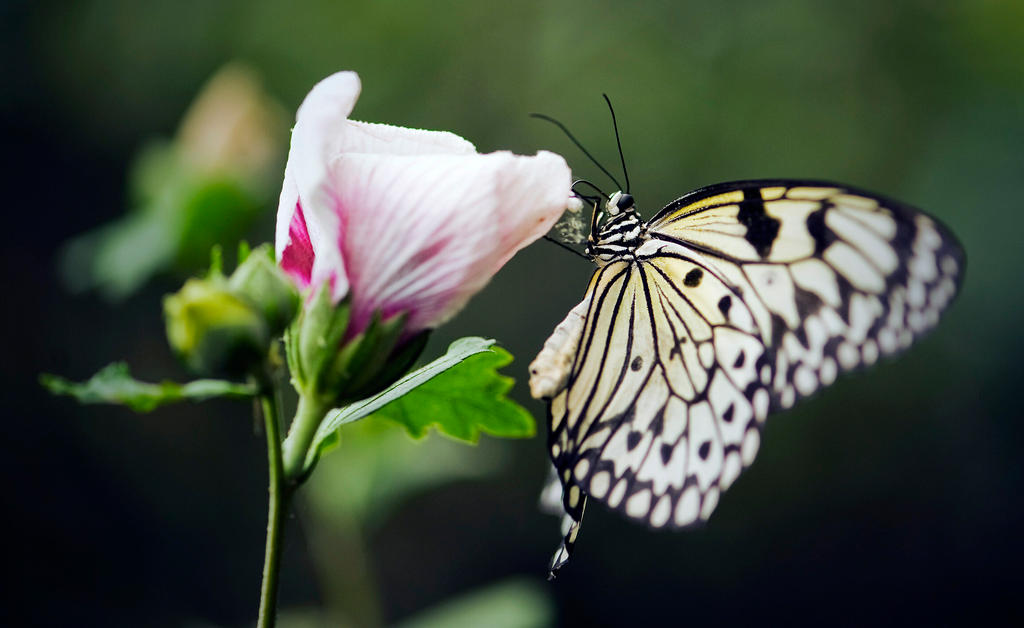 Tree Nymph Butterfly