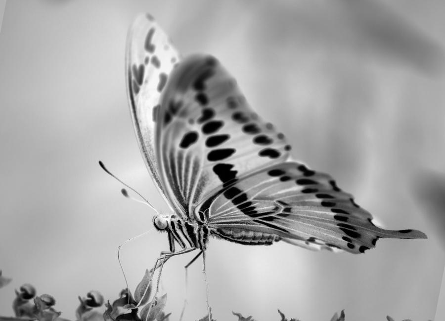 Papilio II