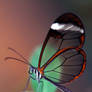 The Glasswing Butterfly