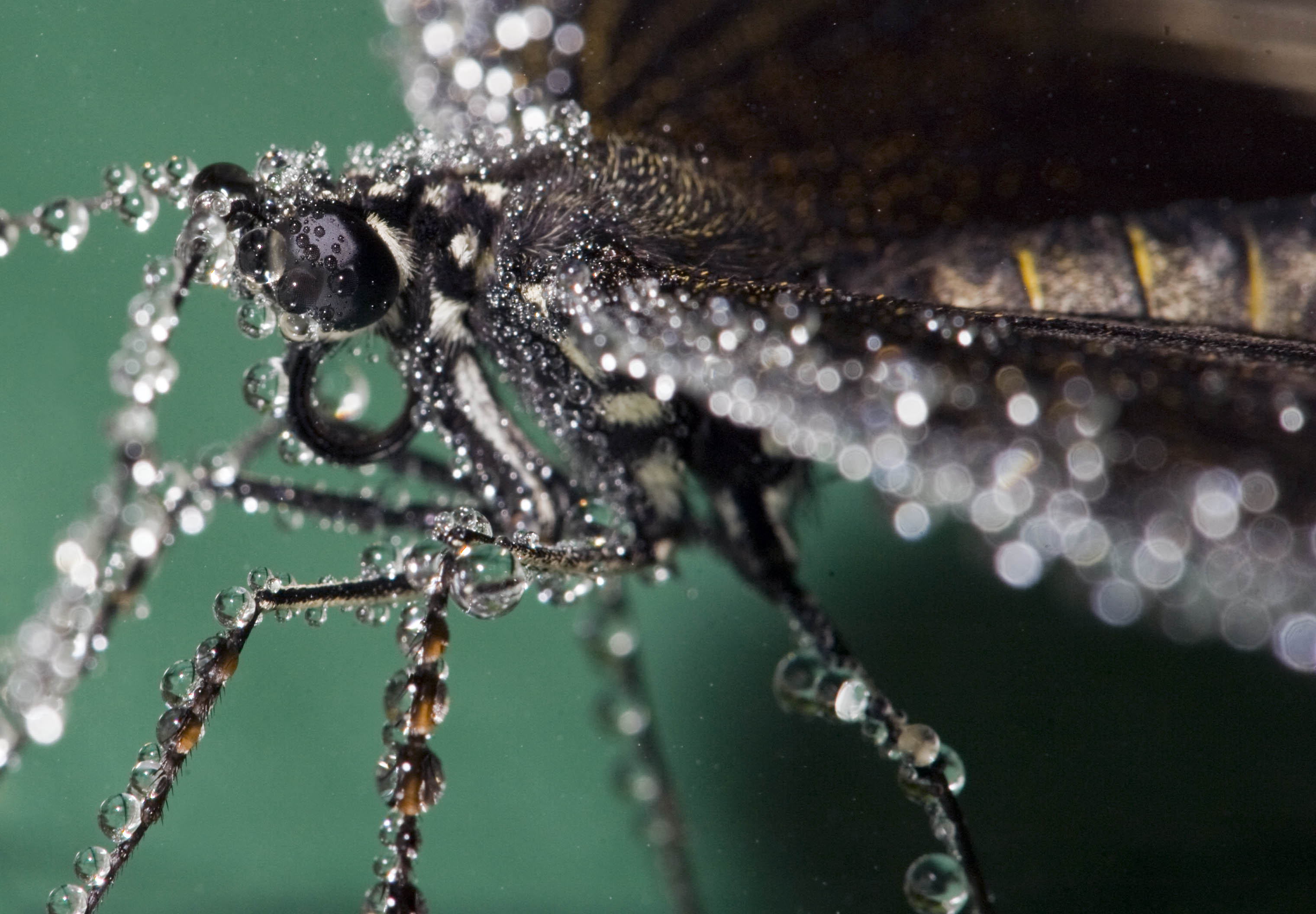 The Common Mormon Butterfly