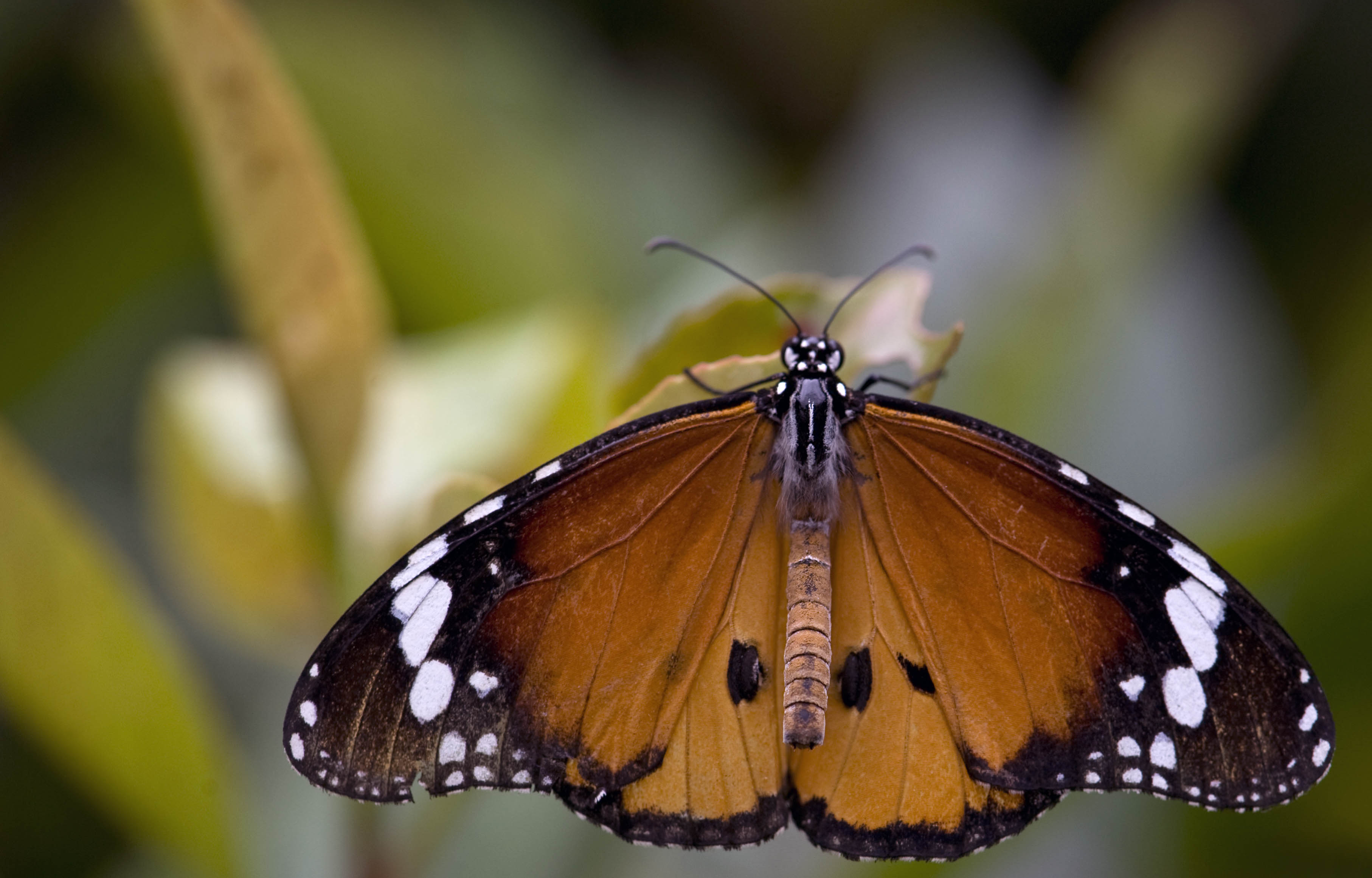 The Plain Tiger Butterfly