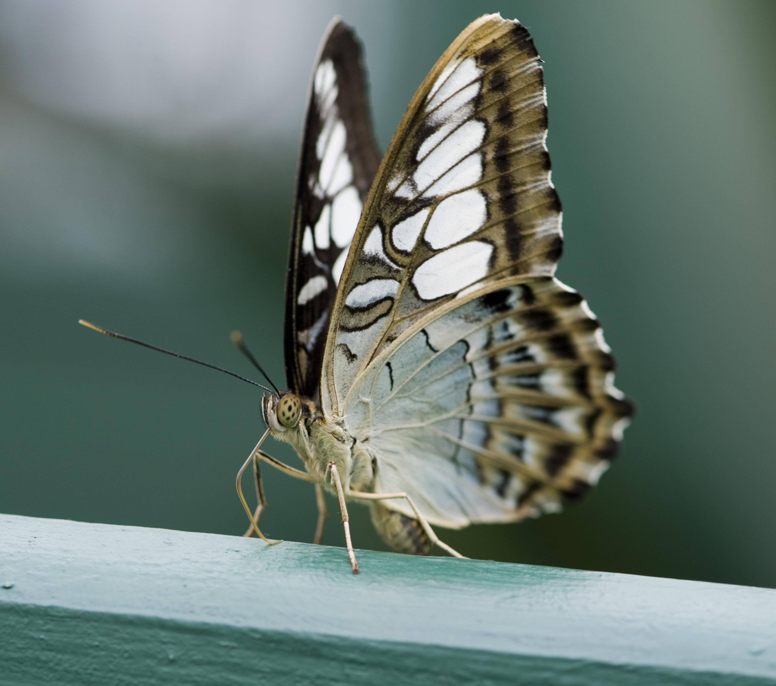 The Blue Clipper