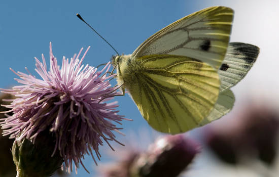 The Green veined White Butterfly