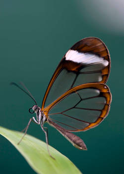 The Glasswing