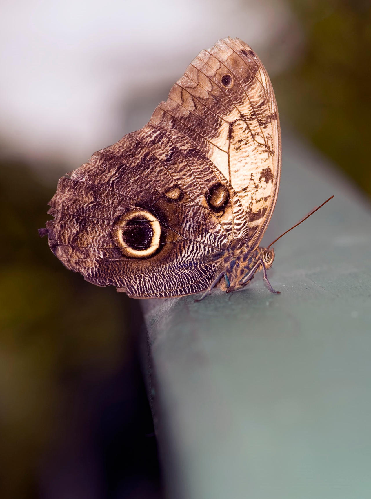 The Owl Butterfly