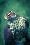 Bird of Prey by Glenn0o7