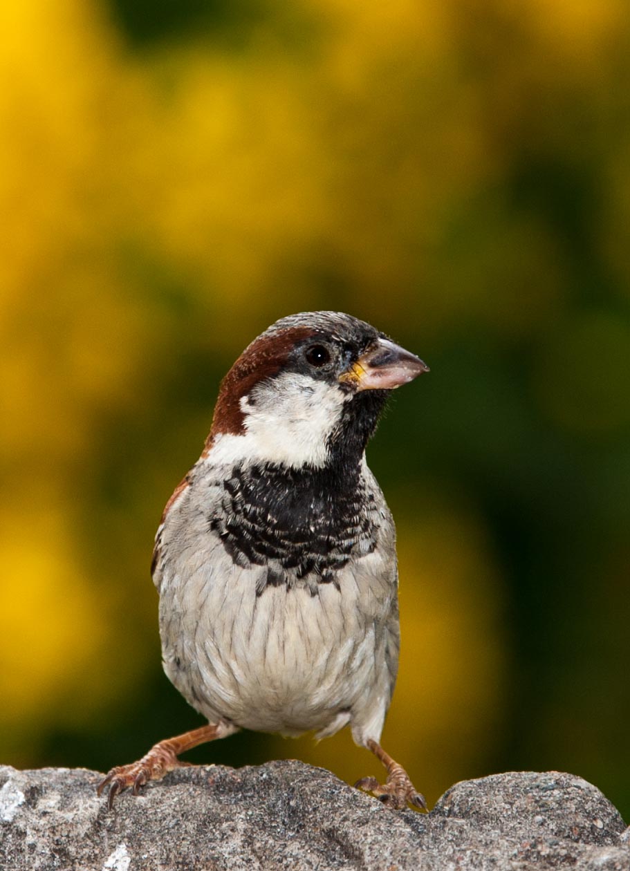 A Sparrow