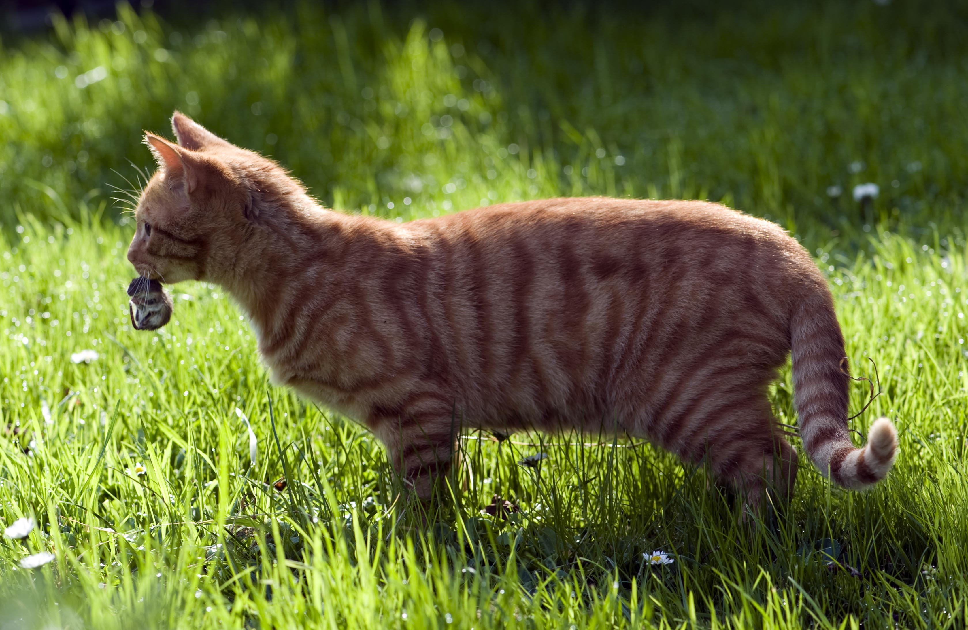 Tigger and a snack