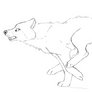 Wolf running ::Animation::