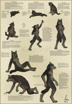 Werewolf - 9 Stages of Life