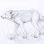 Young Wolf Drawing