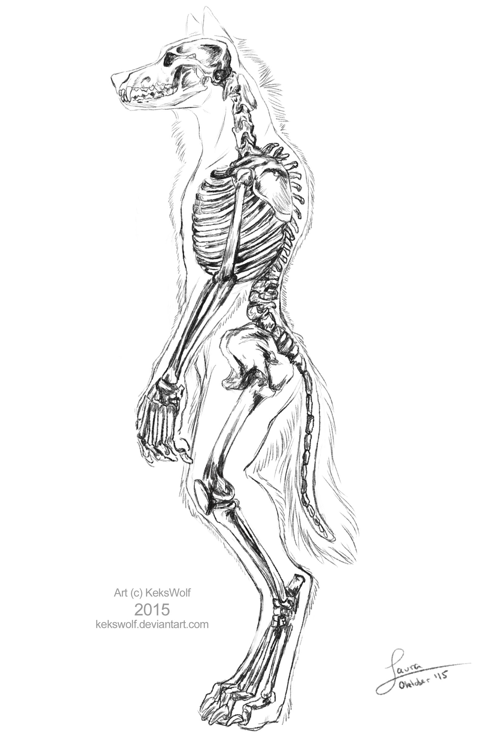Overwolf Skeleton Werewolf Skeleton by KeksWolf on DeviantArt