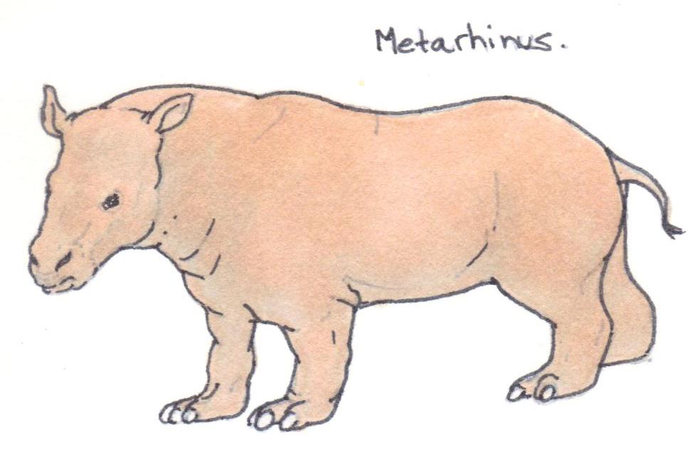 Metarhinus