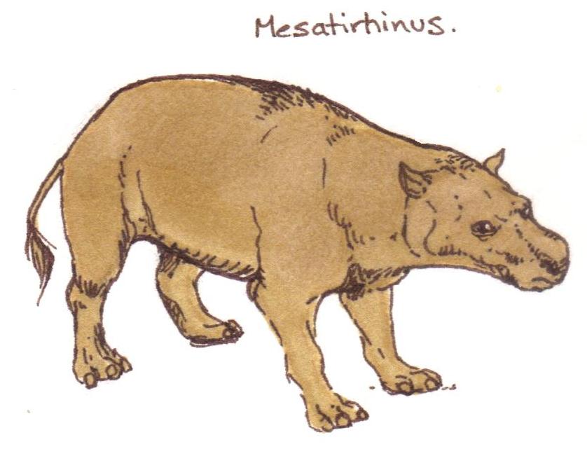 Mesatirhinus