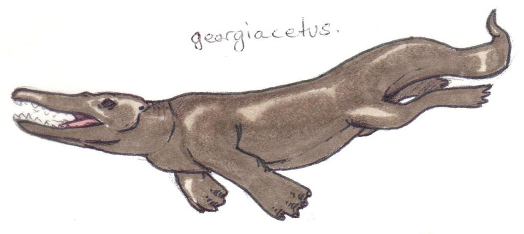 Georgiacetus