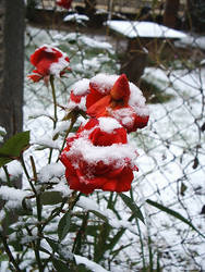 Winter Roses