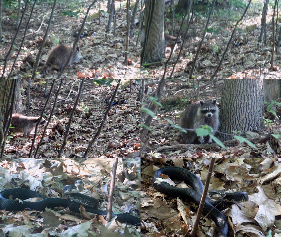 Snake Raccoon Raccoon versus Snake by Ajpunisher on DeviantArt