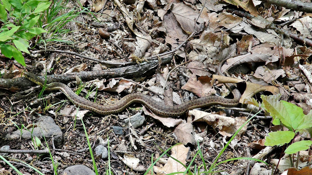 Guarda Snake Garder Snake by Ajpunisher on DeviantArt