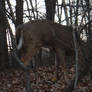 Deer on a Fall Turkey Hunt 3