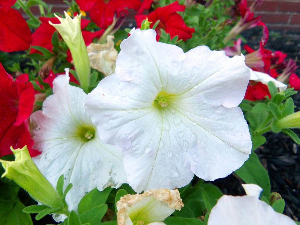 Look at the Flowers Lizzie V by Ajpunisher on DeviantArt