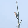 Red-Tailed Hawk @ long distnace